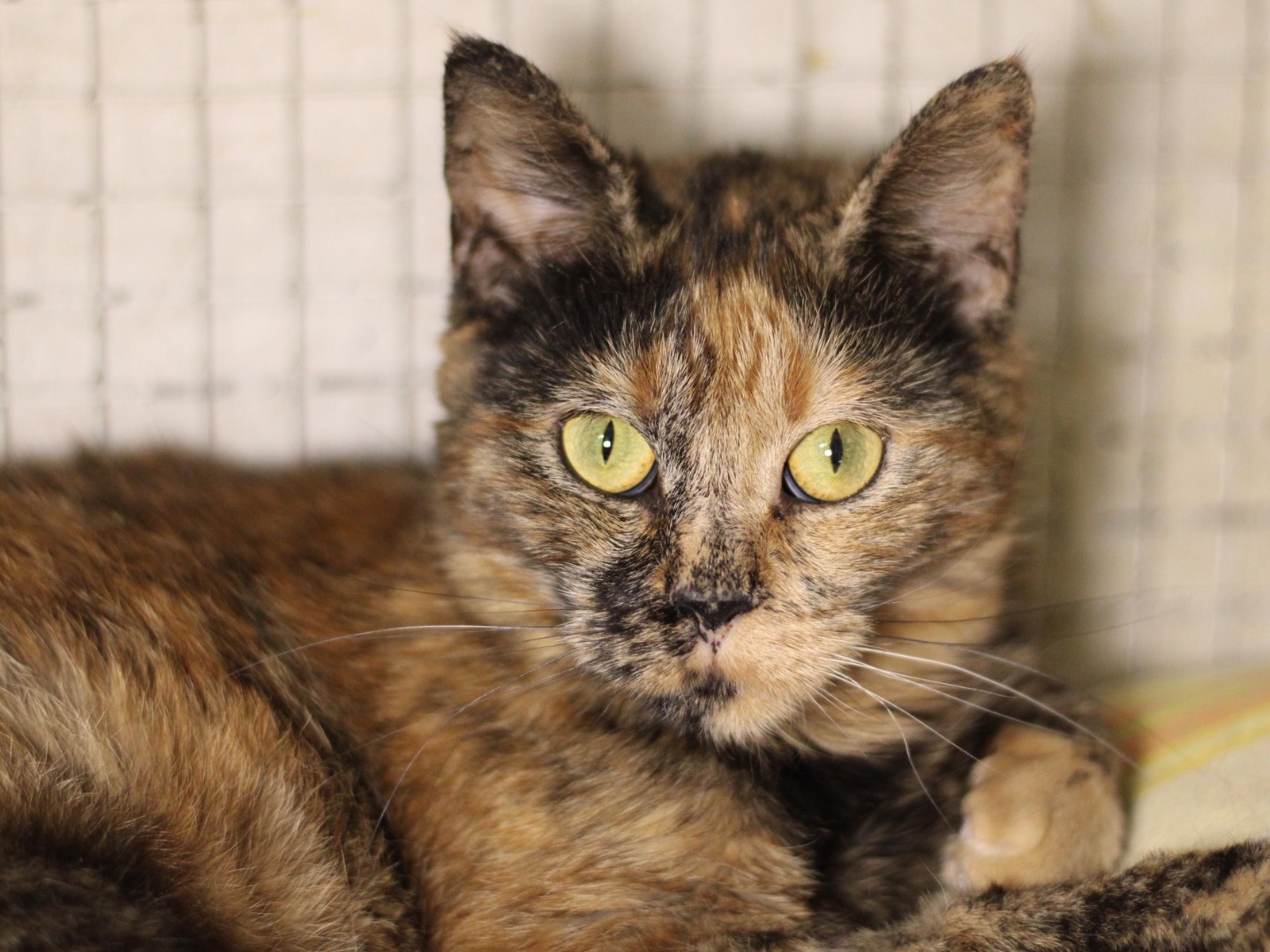 Adotta un gatto, femmina, 3 anni  e 1 mese, Milano