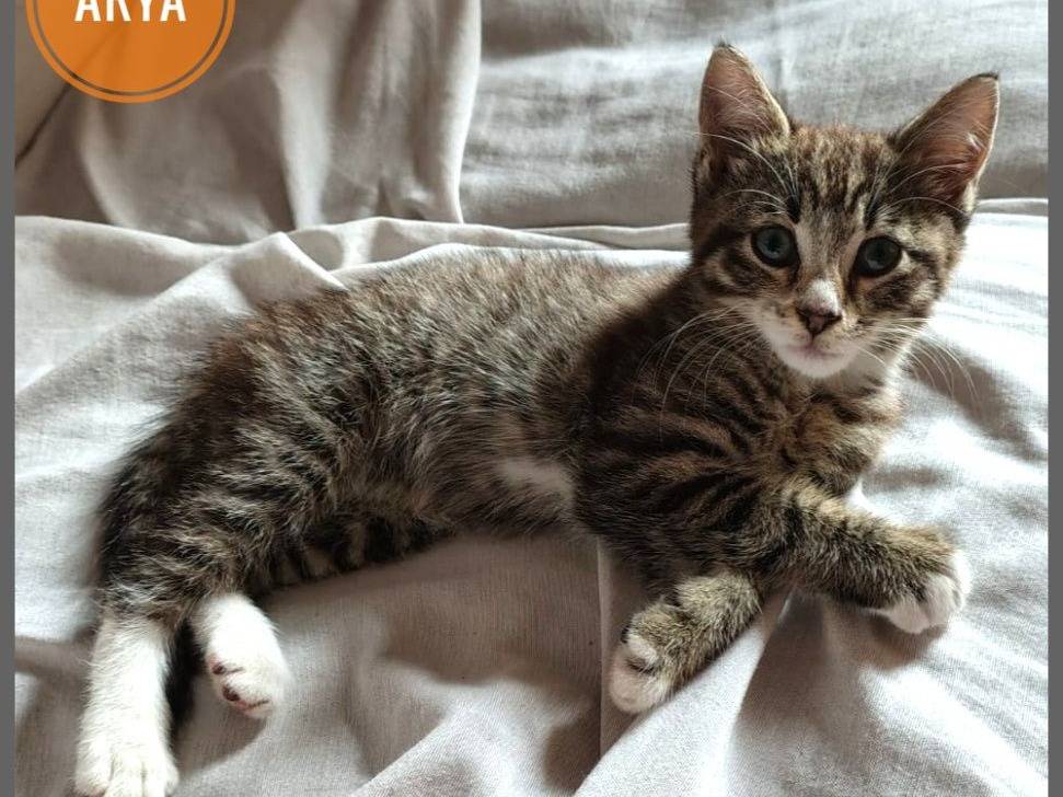 Adozione gatto, femmina, Razza sconosciuta Razza sconosciuta, 10 mesi, taglia non valida, Verona