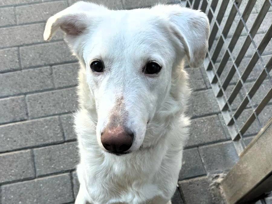 Adotta un cane, femmina, 4 anni  e 3 mesi , Milano