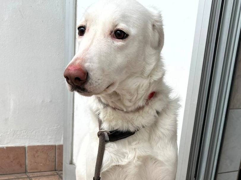 Vuoi adottare un cane a Milano?