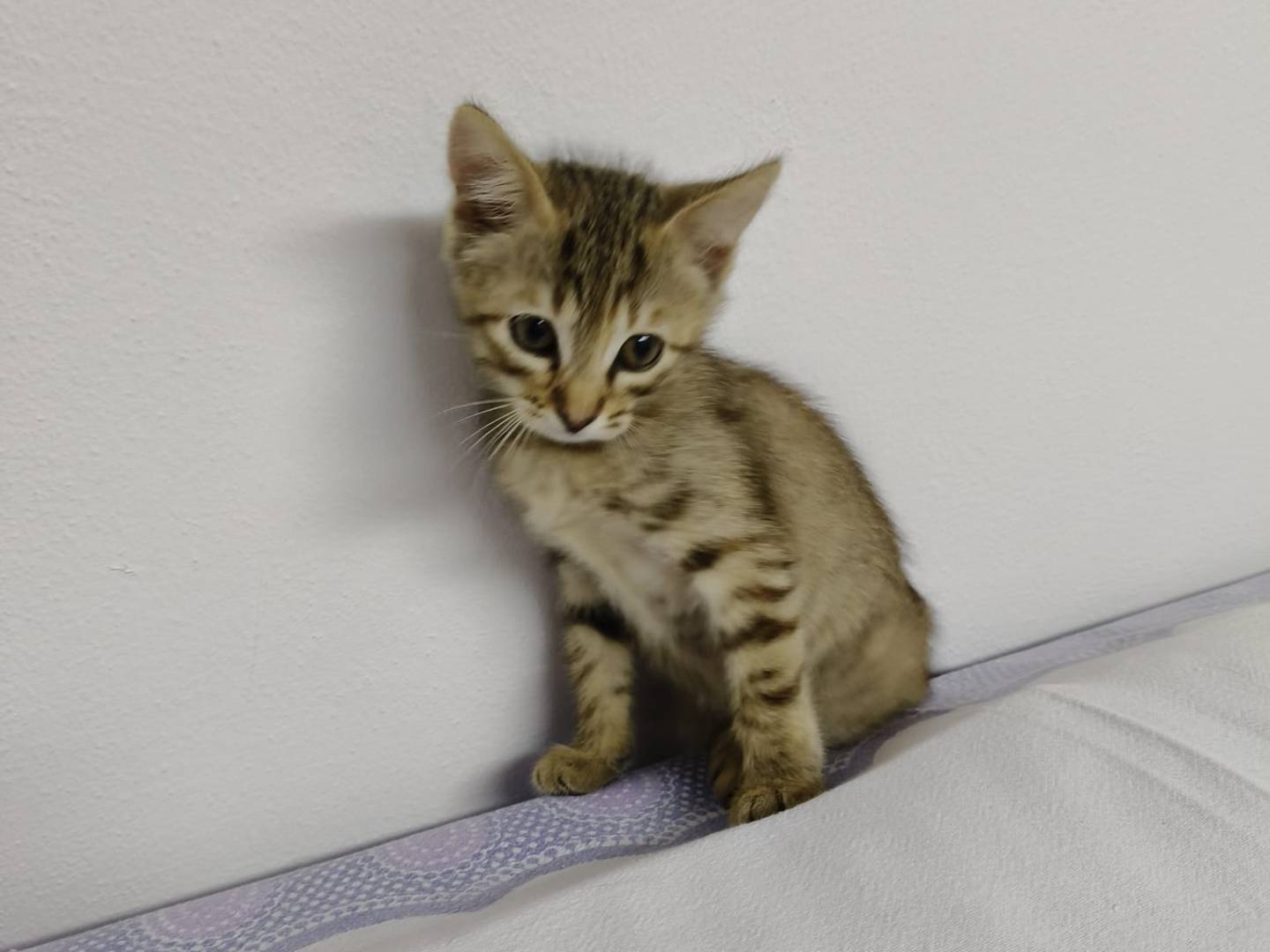 Adozione gatto, femmina, Razza sconosciuta Razza sconosciuta, 3 mesi, taglia non valida, Verona