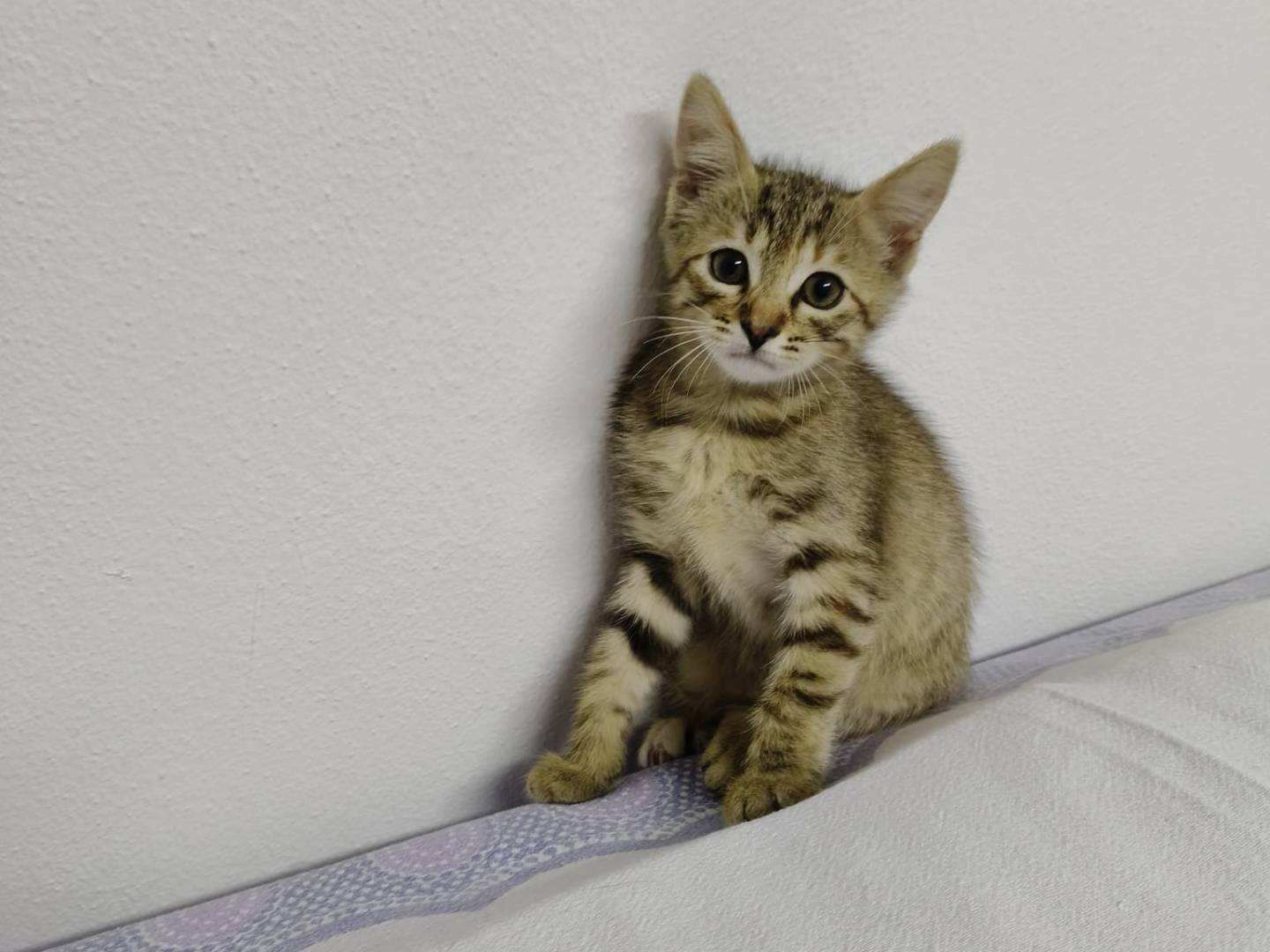Adotta un gatto, femmina, 3 mesi, Verona