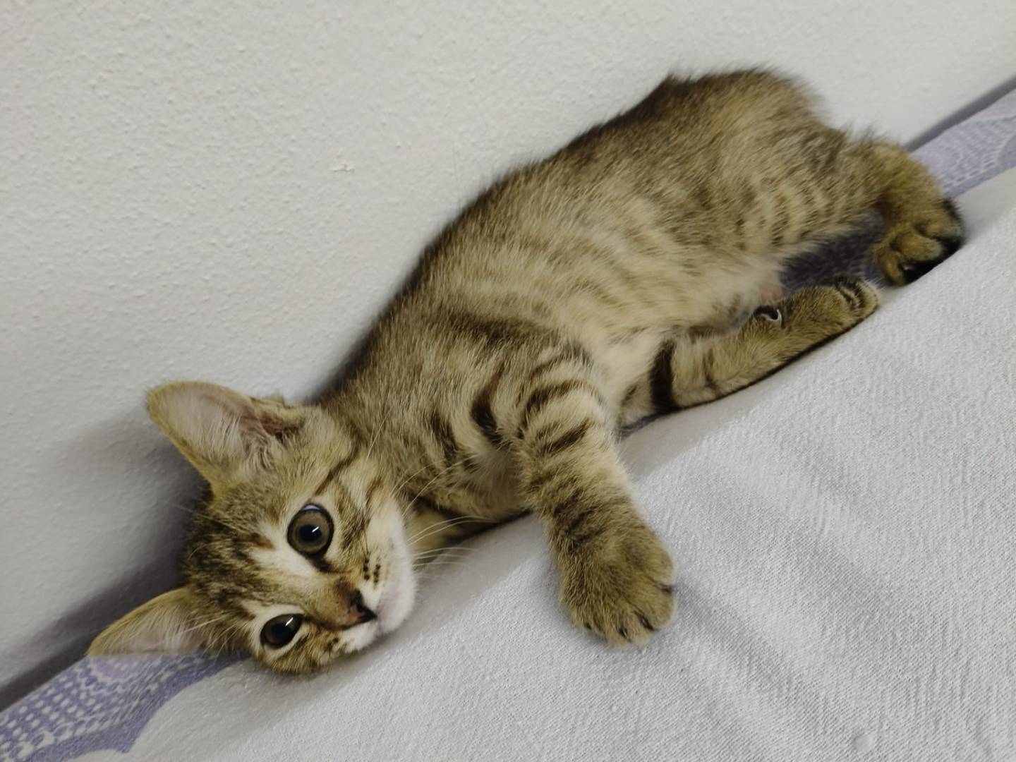 Adotta un gatto, taglia non valida, femmina, Verona