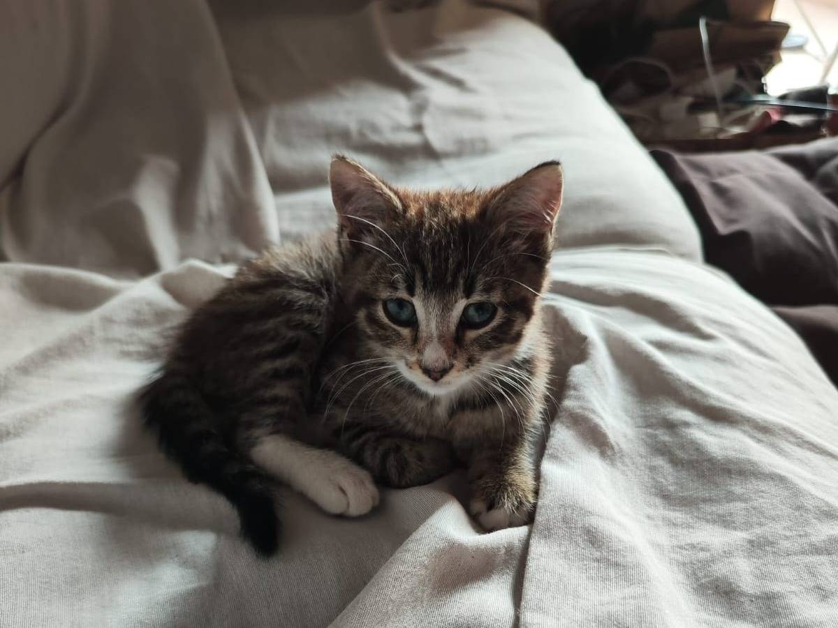 Adozione gatto, femmina, Razza sconosciuta Razza sconosciuta, 9 mesi, taglia non valida, Verona