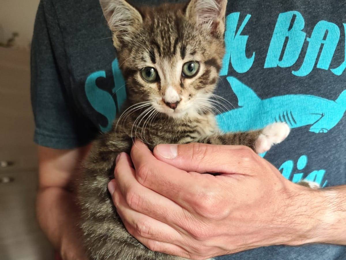 Adotta un gatto, femmina, 9 mesi, Verona