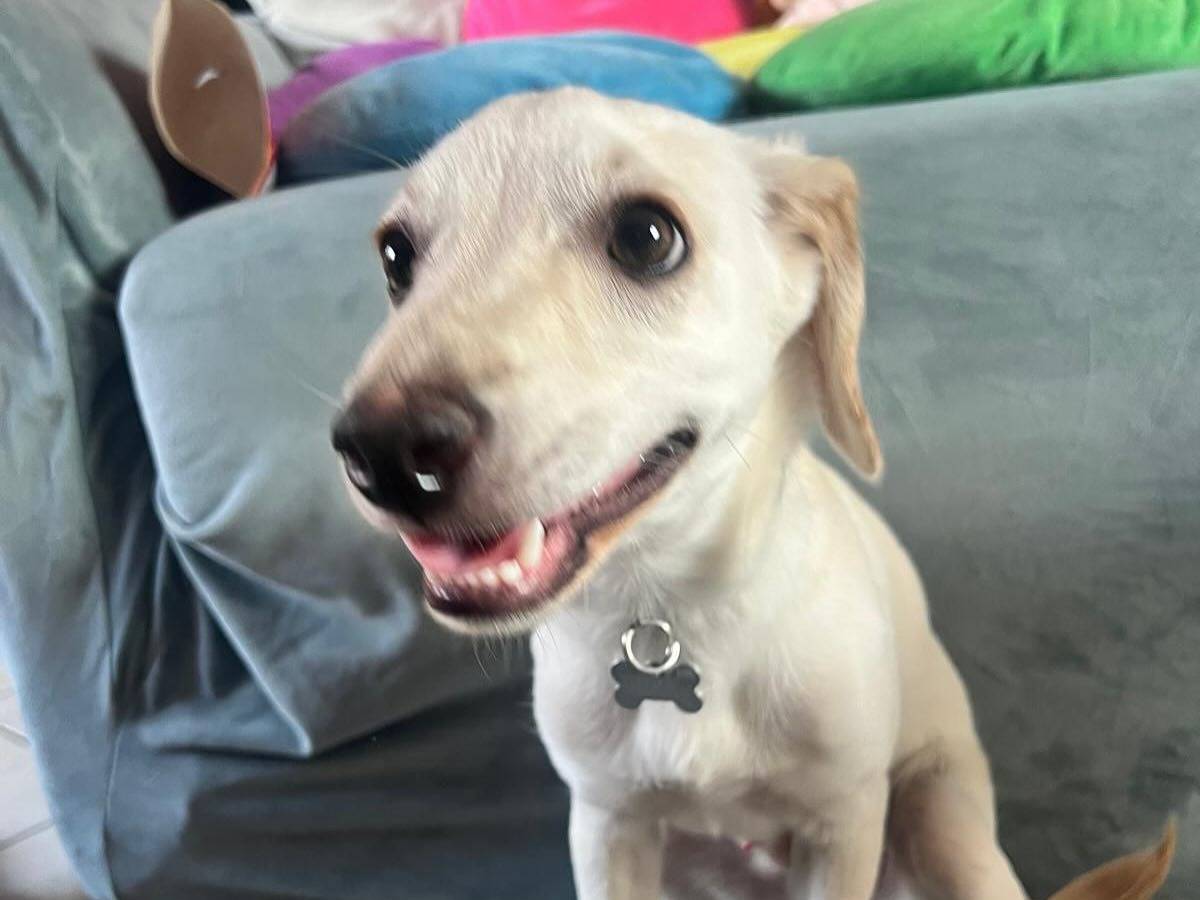 Adozione cane, maschio, Razza sconosciuta Razza sconosciuta, 1 anno e 6 mesi, taglia media contenuta, Latina