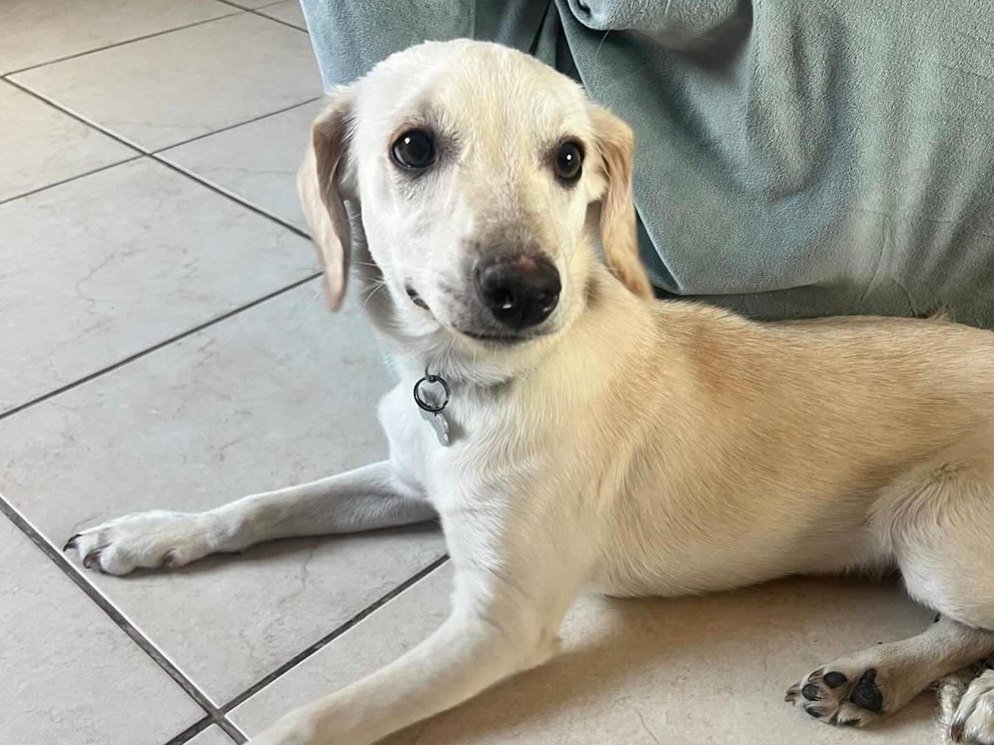 Adotta un cane, maschio, 1 anno e 6 mesi, Latina