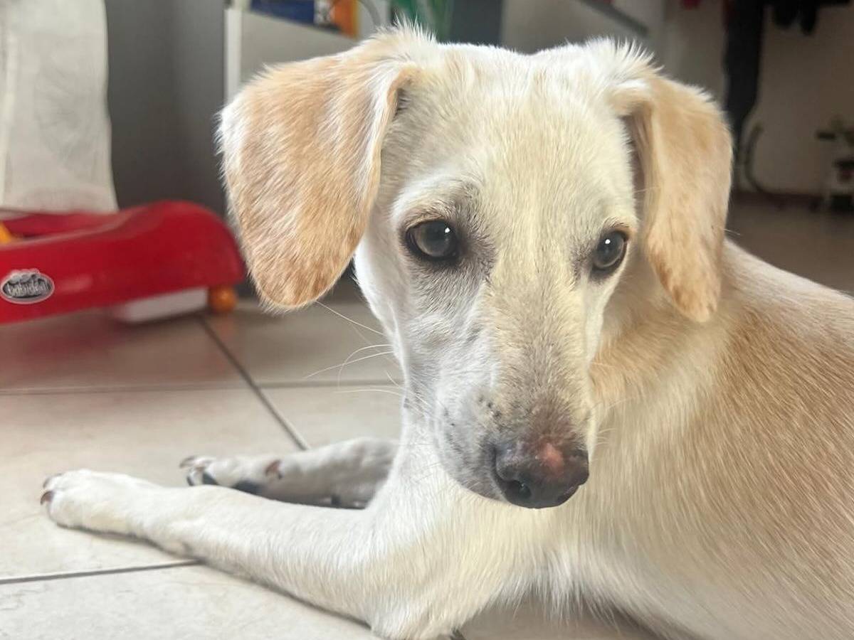 Adotta un cane, taglia media contenuta, maschio, Latina