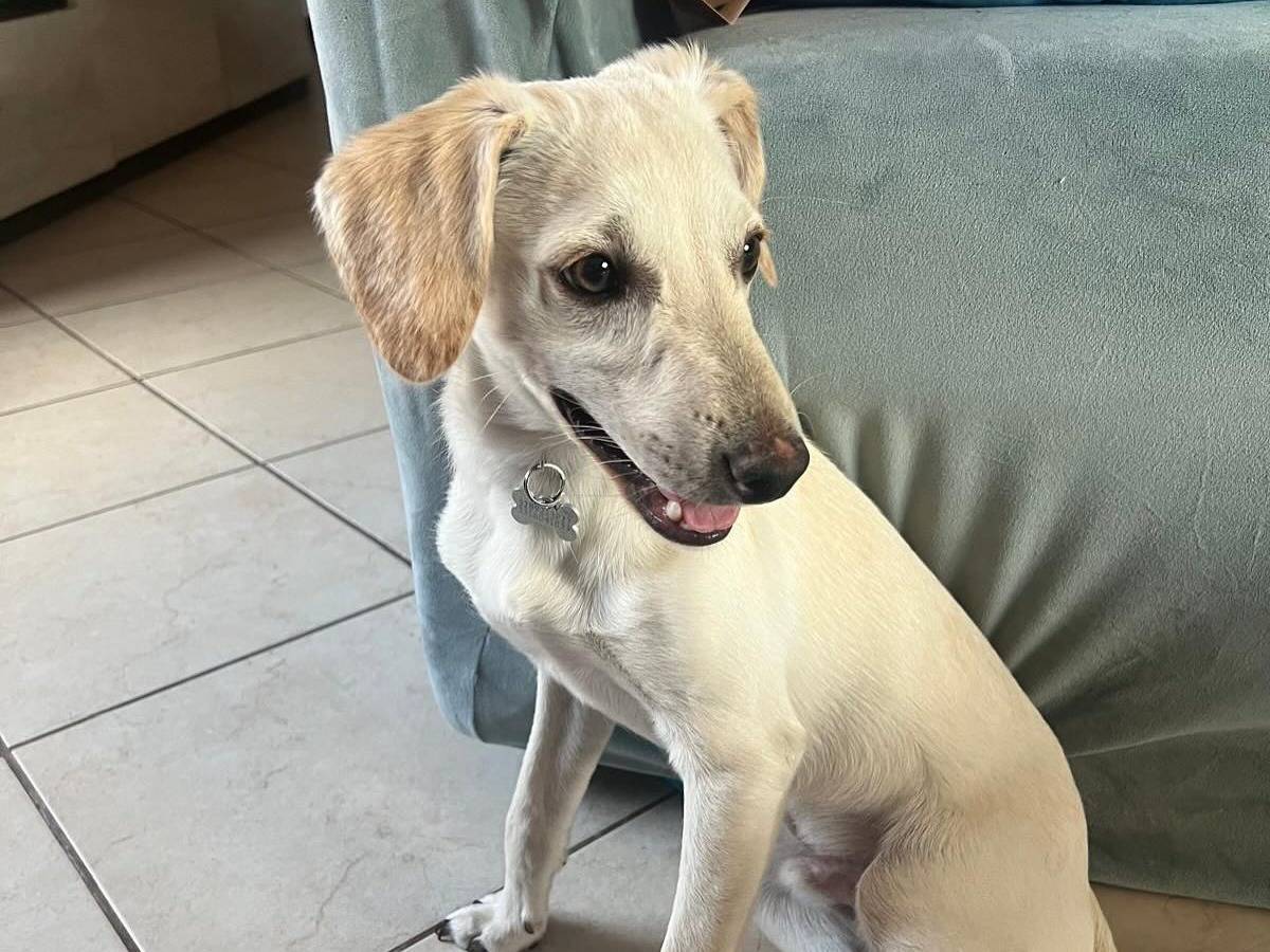Vuoi adottare un cane a Latina?
