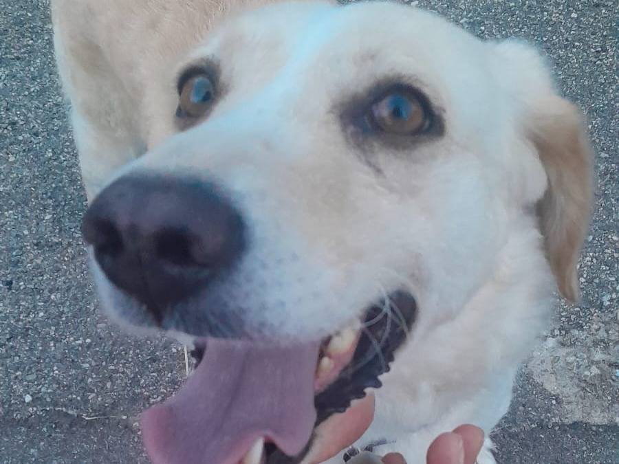 Adotta un cane, femmina, 2 anni , Genova