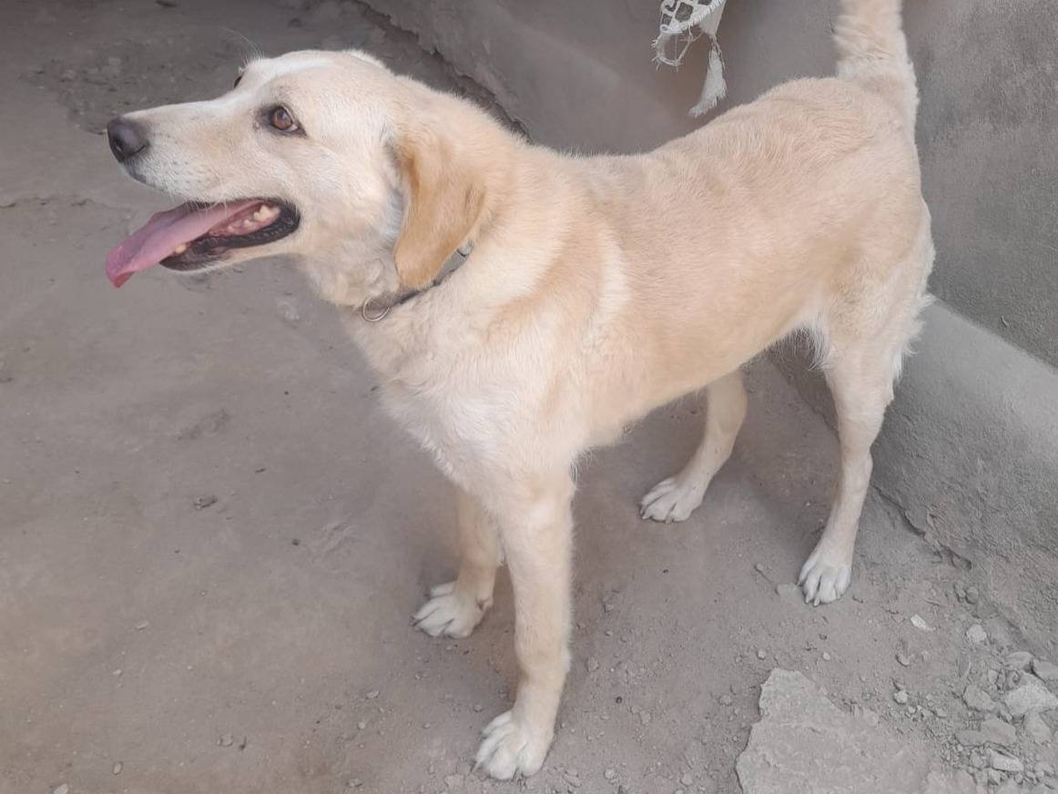 Adotta un cane, taglia media, femmina, Genova
