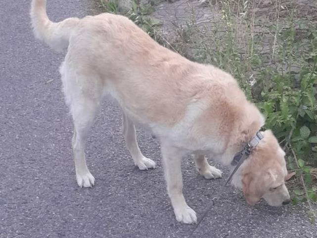 Vuoi adottare un cane a Genova?