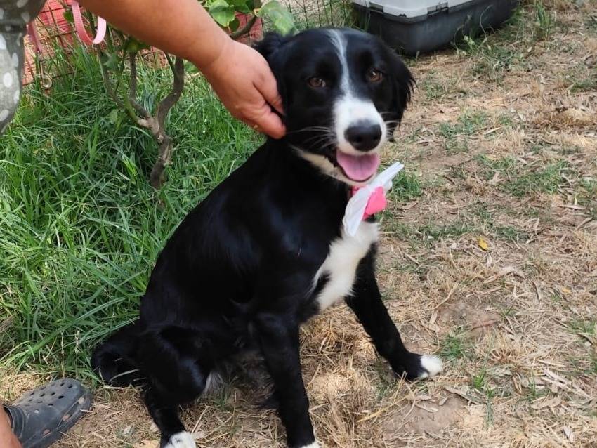 Vuoi adottare un cane a Caserta?