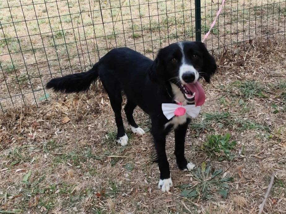 Adotta il cane LUNA a Caserta