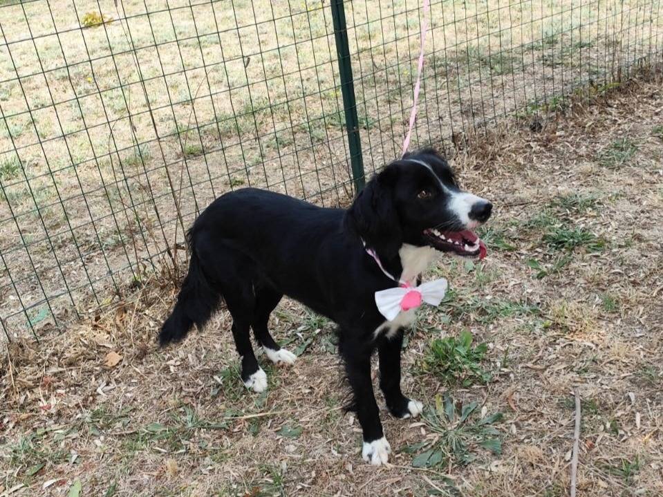 Adotta il cane LUNA a Caserta