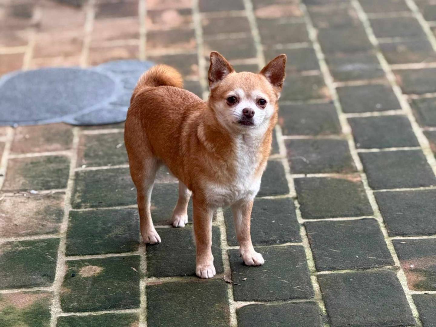Adotta un cane, maschio, 3 anni  e 2 mesi , Firenze