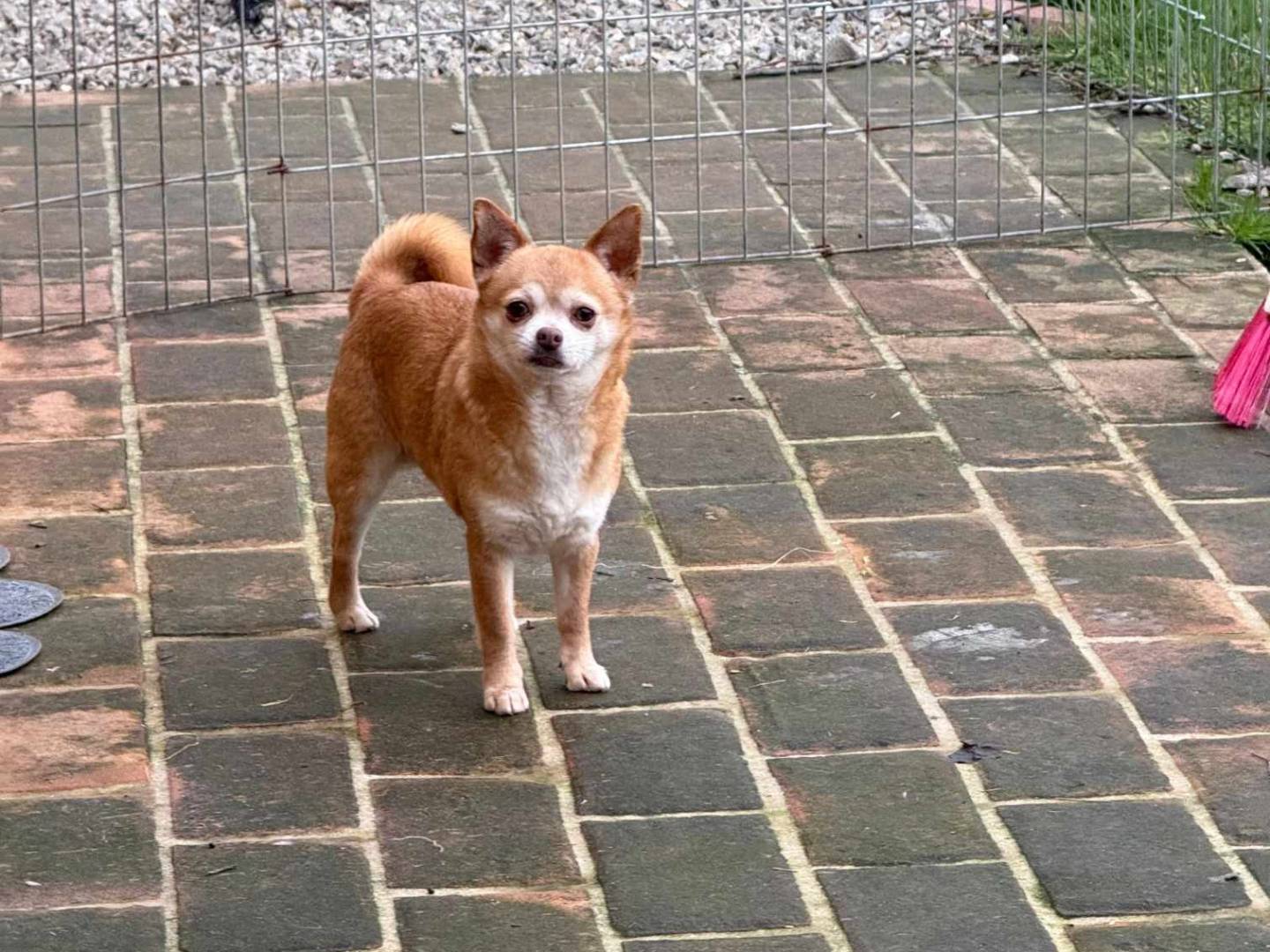 Adotta il cane MANDARINO a Firenze