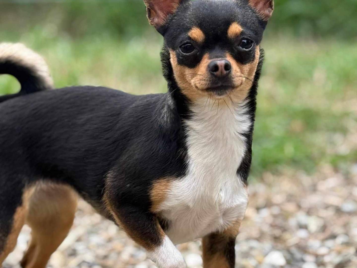 Adotta un cane, femmina, 3 anni  e 3 mesi , Firenze