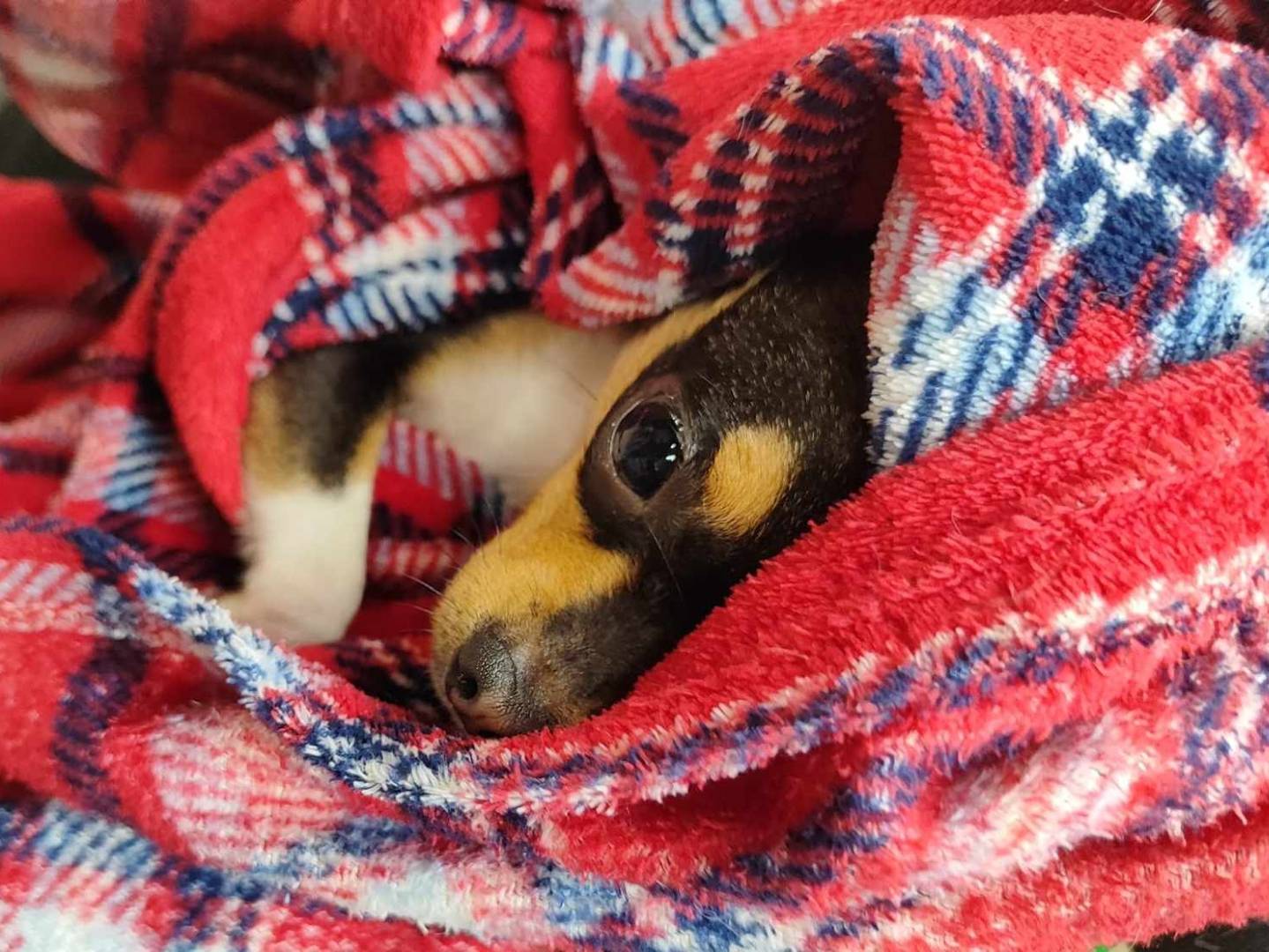 Adotta un cane, taglia piccola, femmina, Firenze