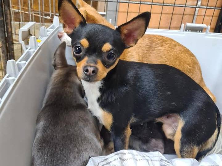 Vuoi adottare un cane a Firenze?