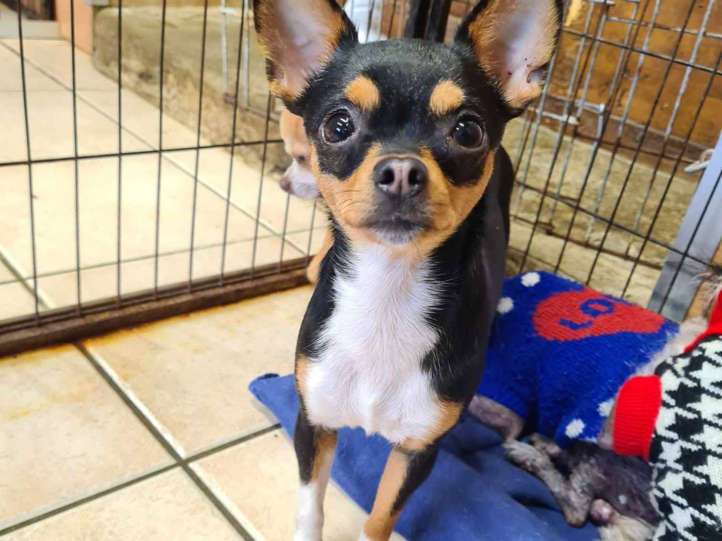 Adotta il cane SUSINA a Firenze