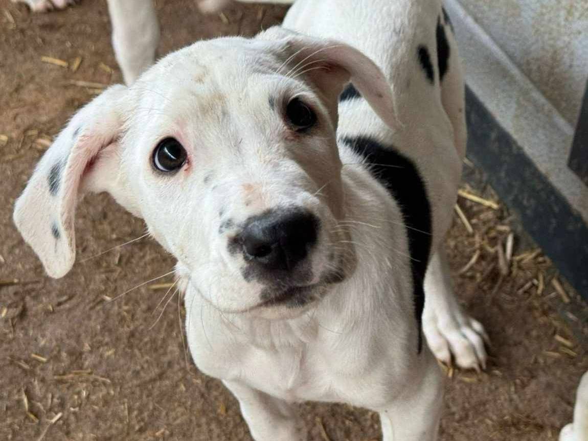 Adotta un cane, maschio, 3 mesi, Firenze
