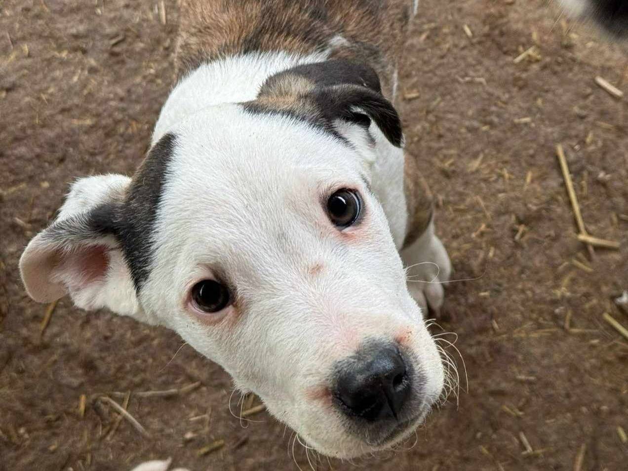 Vuoi adottare un cane a Firenze?