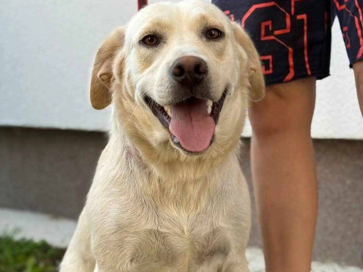 Adotta un cane, taglia media, maschio, Firenze