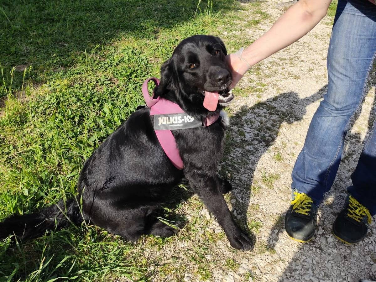 Adotta il cane CARLOTTA e FORCHETTA a Caserta