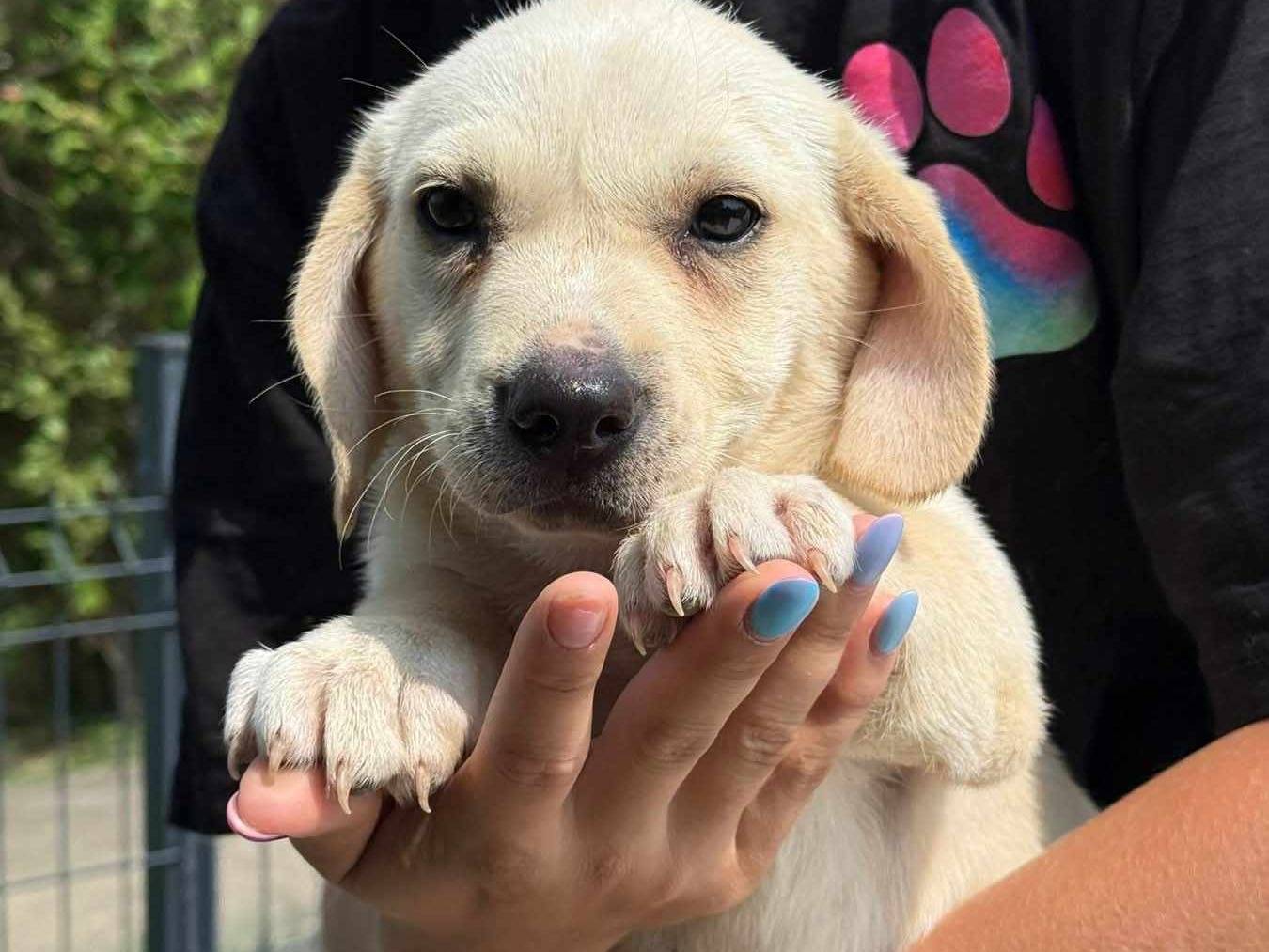 Adotta un cane, taglia media, femmina, Firenze
