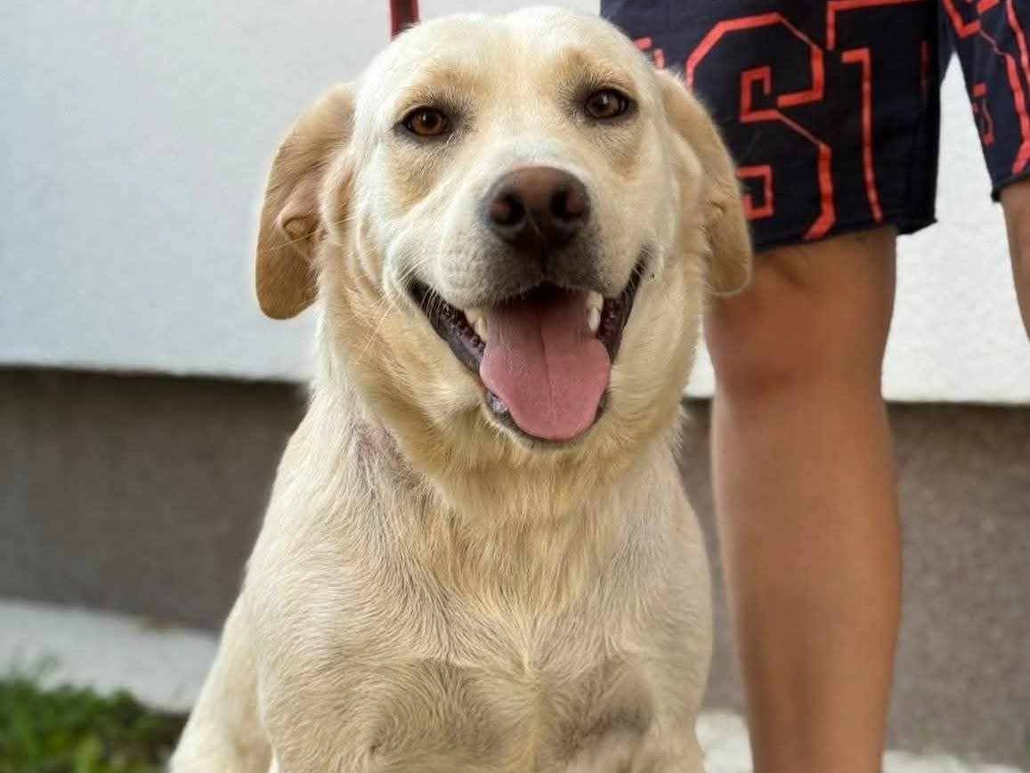 Adotta il cane MIA MANOLA MOLY e MADONA a Firenze