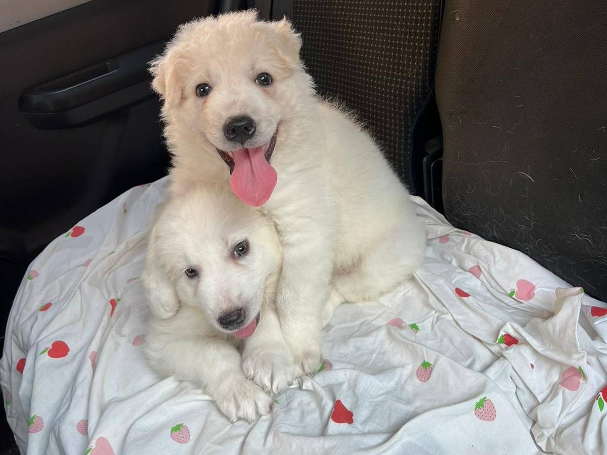 Adotta il cane Fiocco  a Caserta
