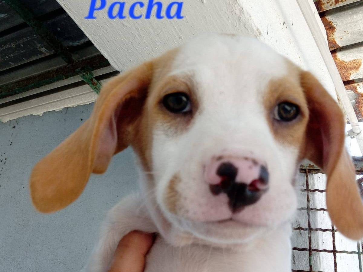 Adotta un cane, maschio, 3 mesi, Caserta