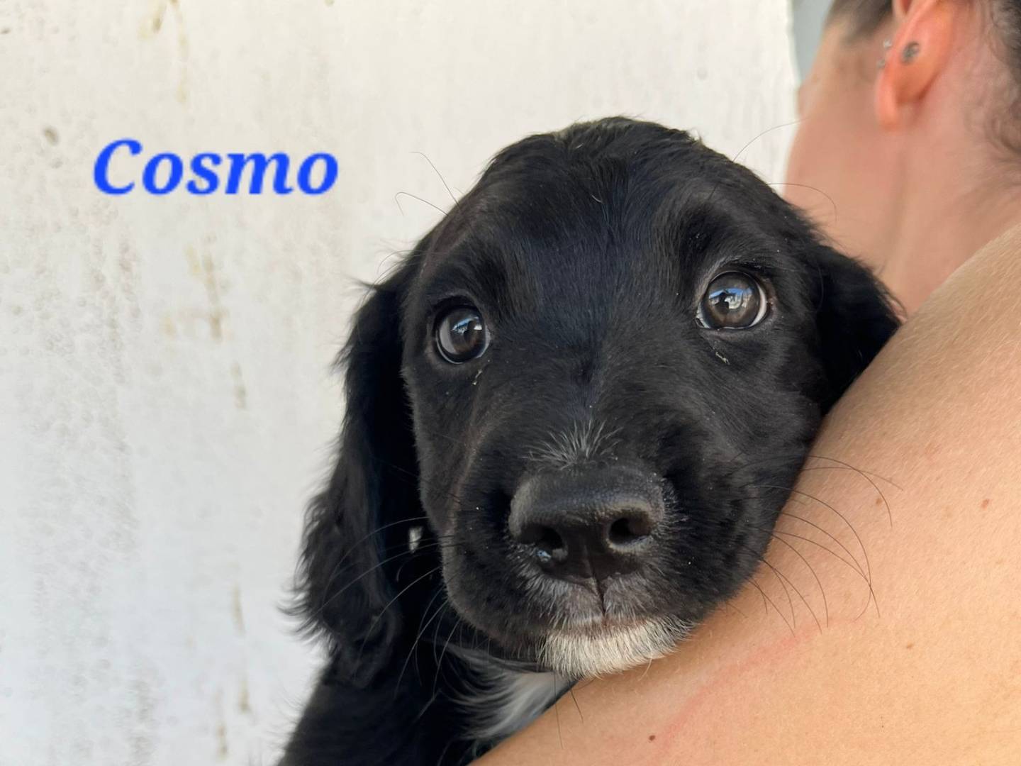 Adozione cane, maschio, Setter Inglese Razza sconosciuta, 3 mesi, taglia piccola, Caserta