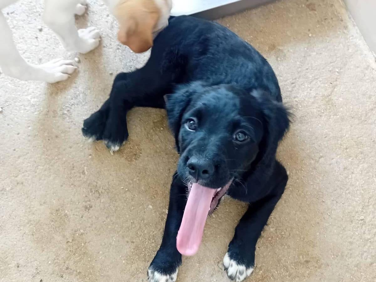 Adotta un cane, taglia piccola, maschio, Caserta