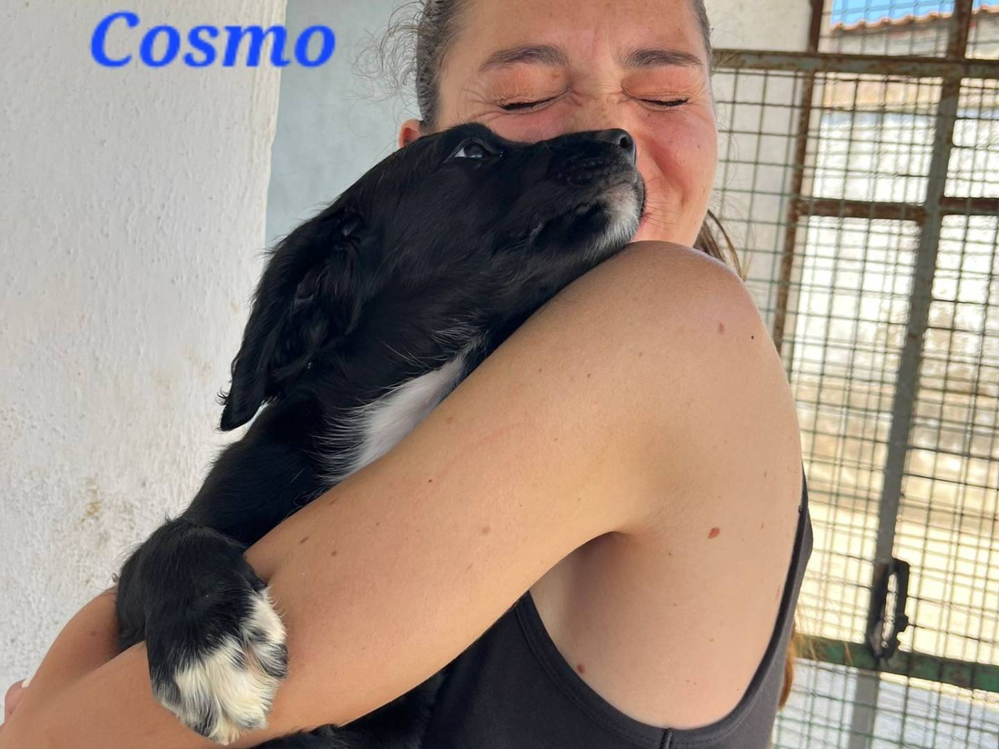 Adotta il cane COSMO a Caserta