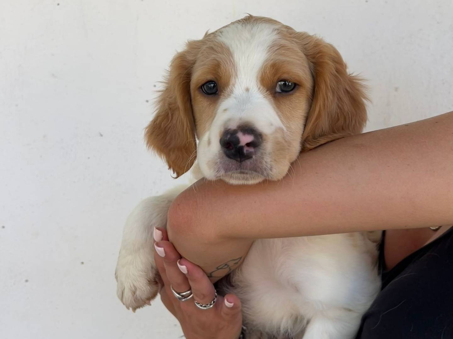 Foto dell'animale