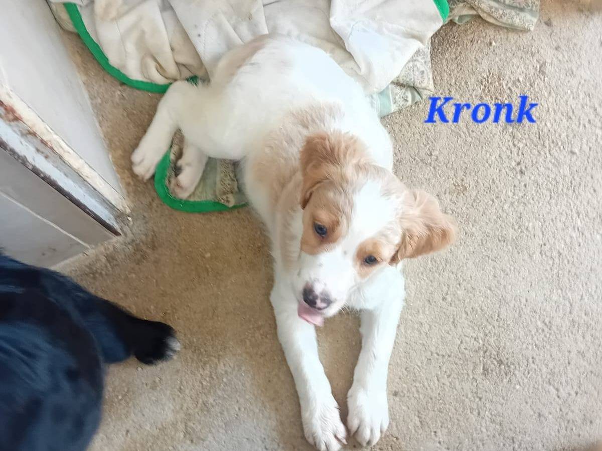 Adotta un cane, maschio, 2 mesi, Caserta