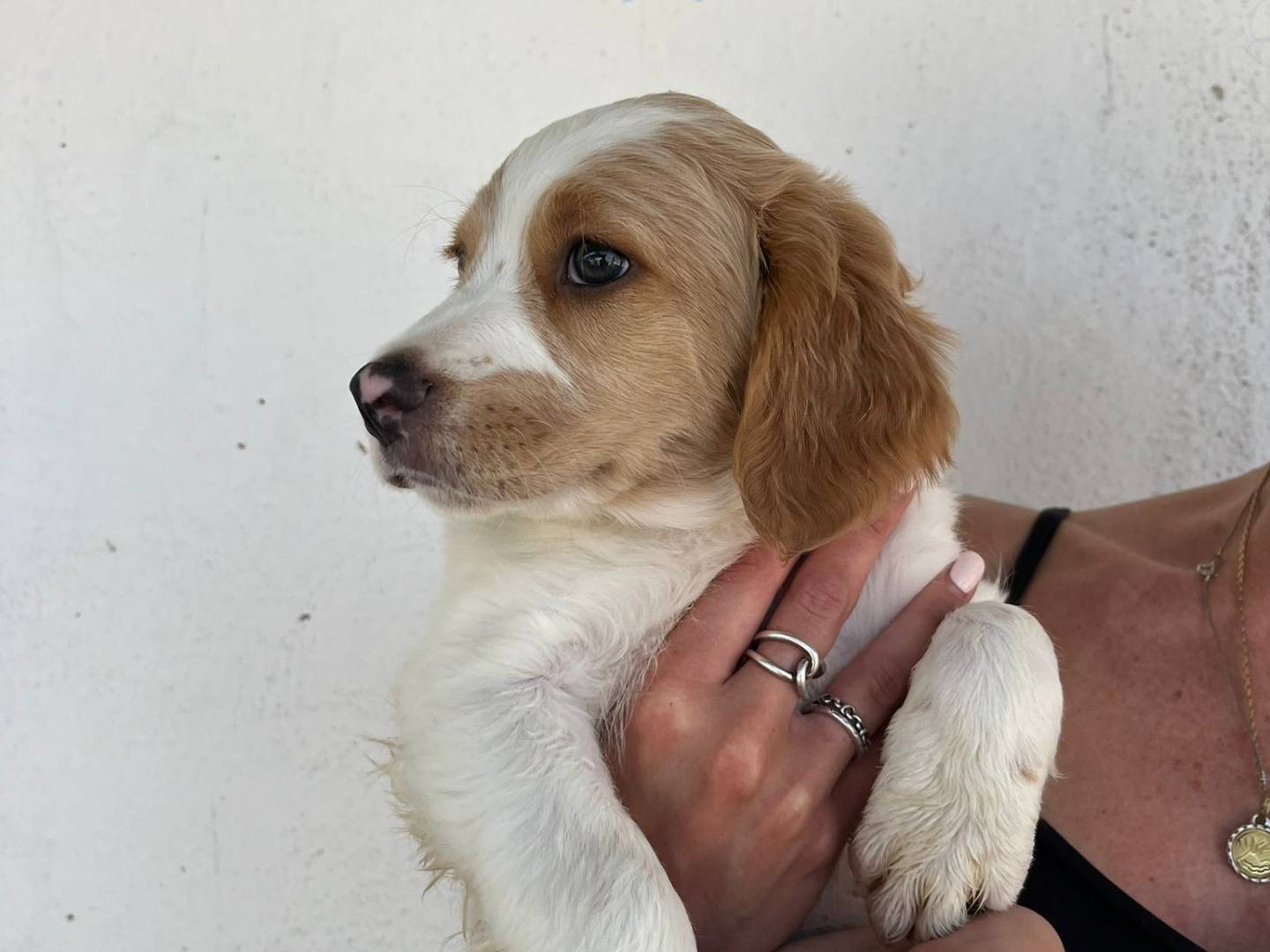 Adotta un cane, taglia media contenuta, maschio, Caserta
