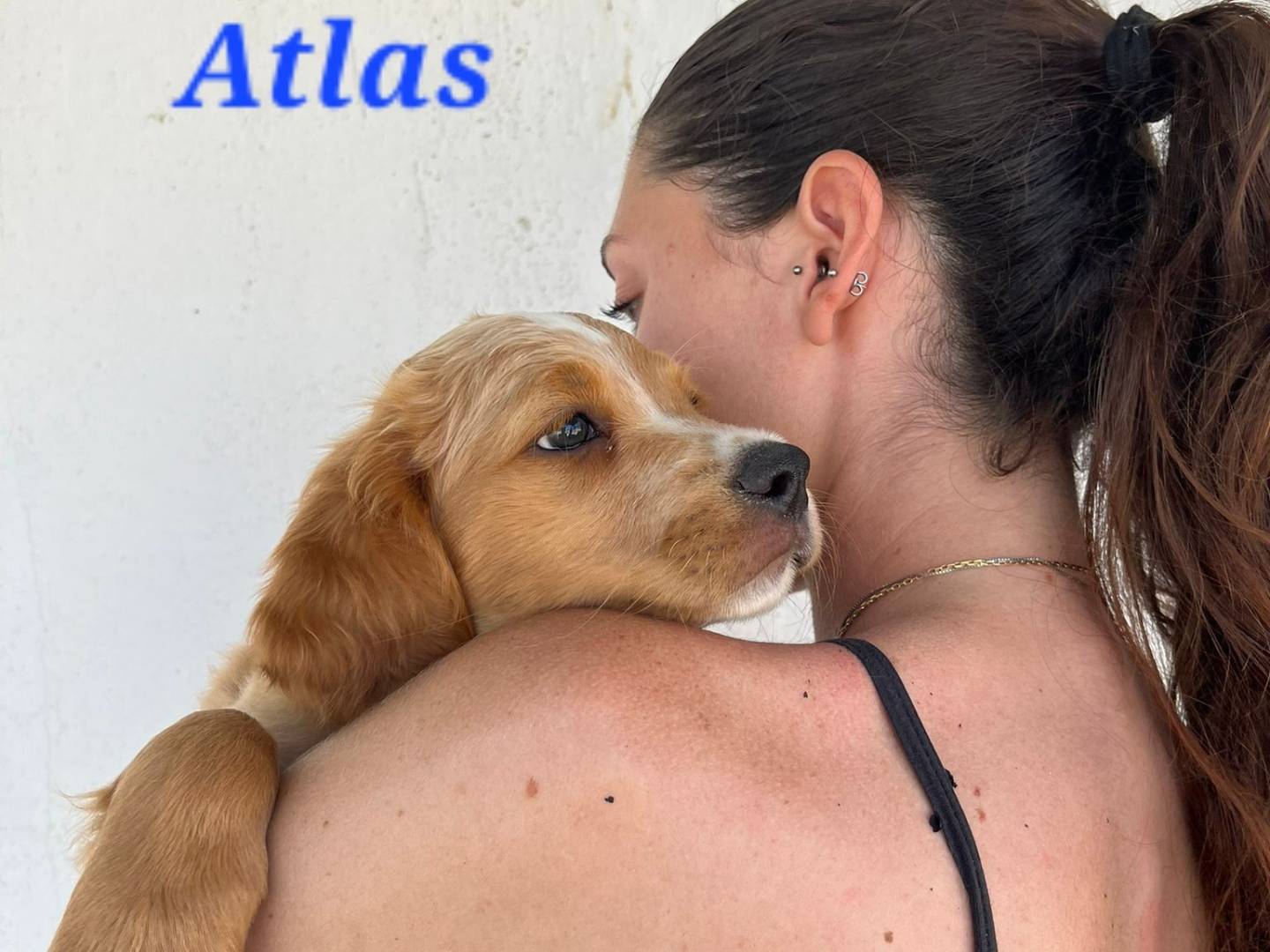 Adotta un cane, maschio, 1 mesi, Caserta