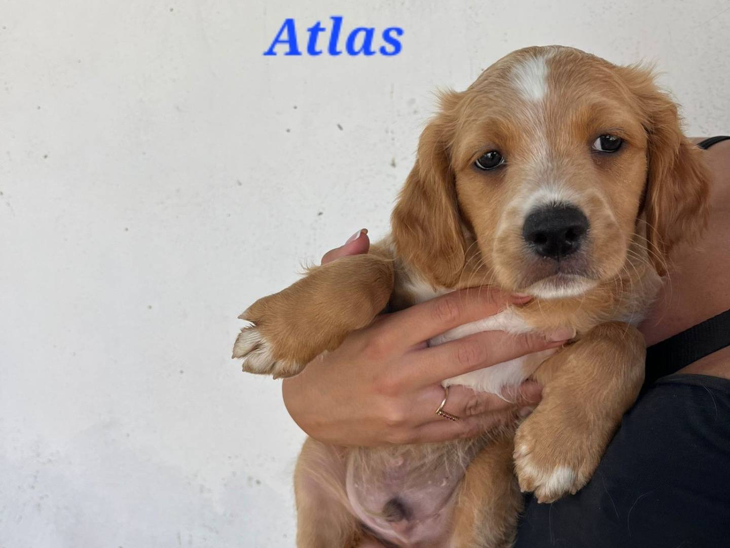 Adotta un cane, taglia media contenuta, maschio, Caserta