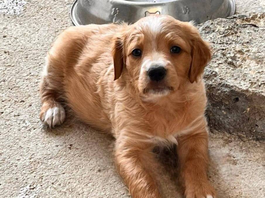 Vuoi adottare un cane a Caserta?