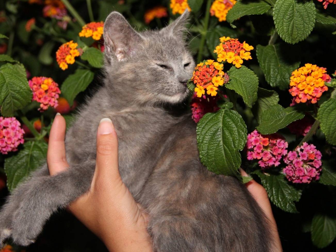 Adotta un gatto, femmina, 2 mesi, Bari