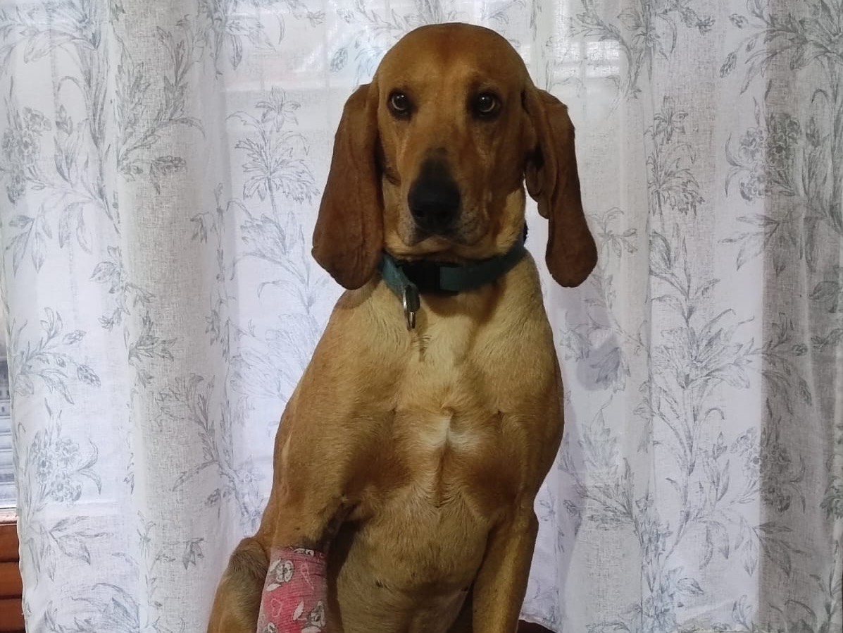 Foto dell'animale