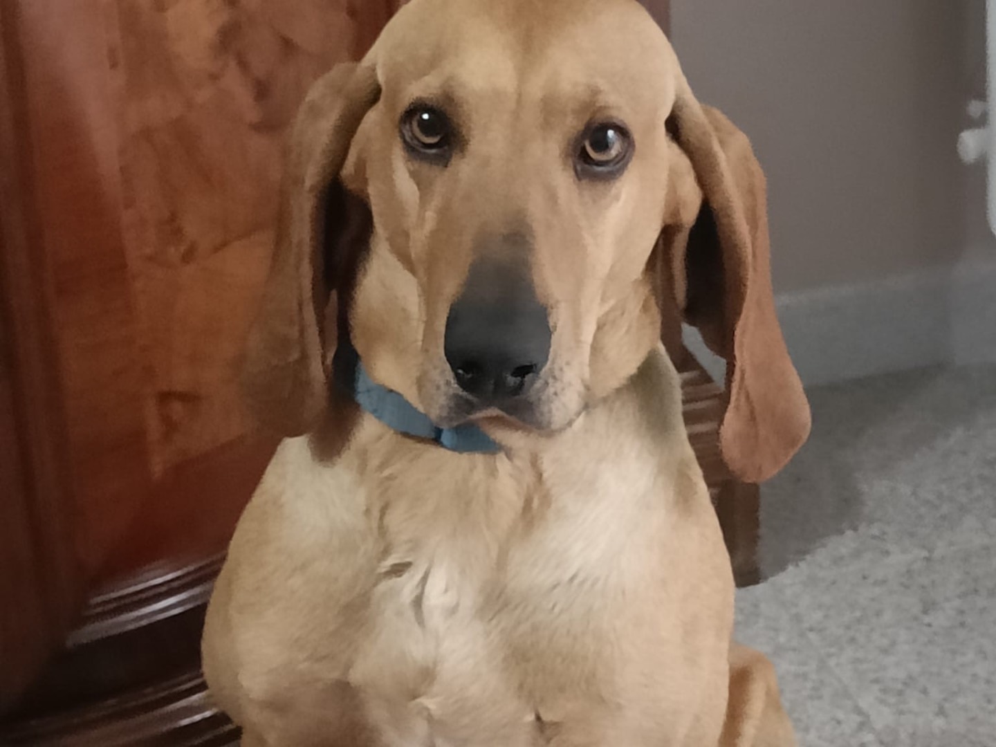 Adotta un cane, maschio, 3 anni  e 2 mesi , Salerno