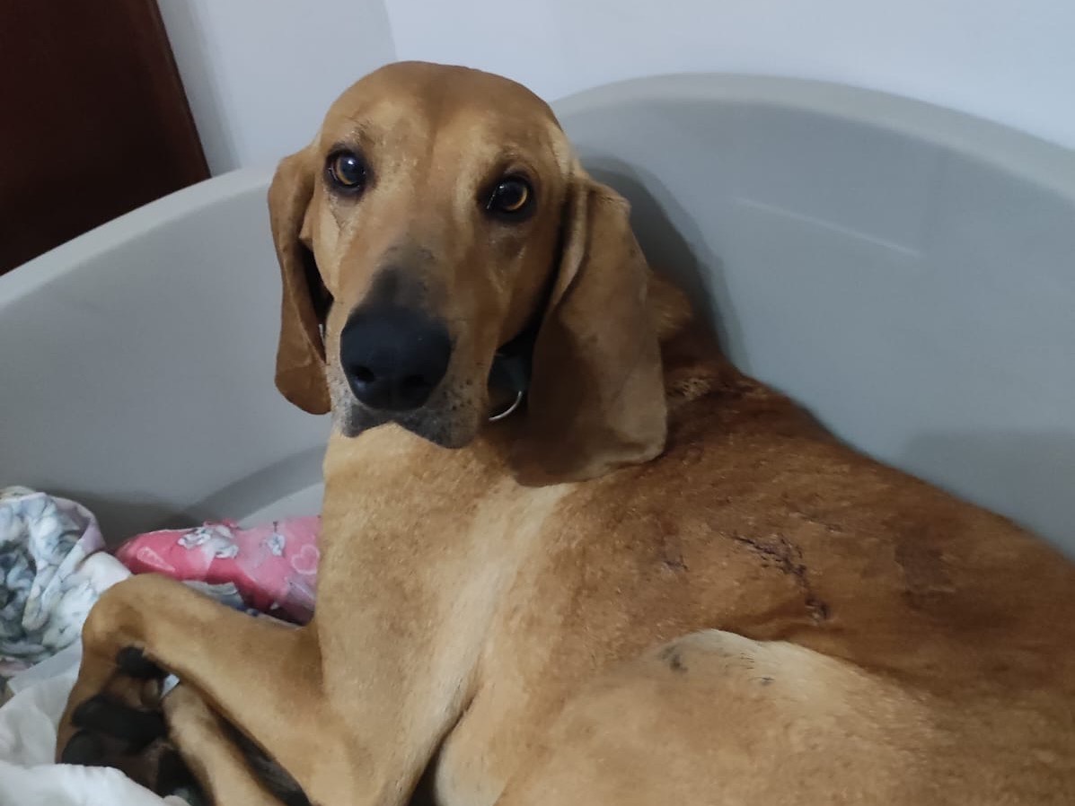 Adotta un cane, taglia media, maschio, Salerno