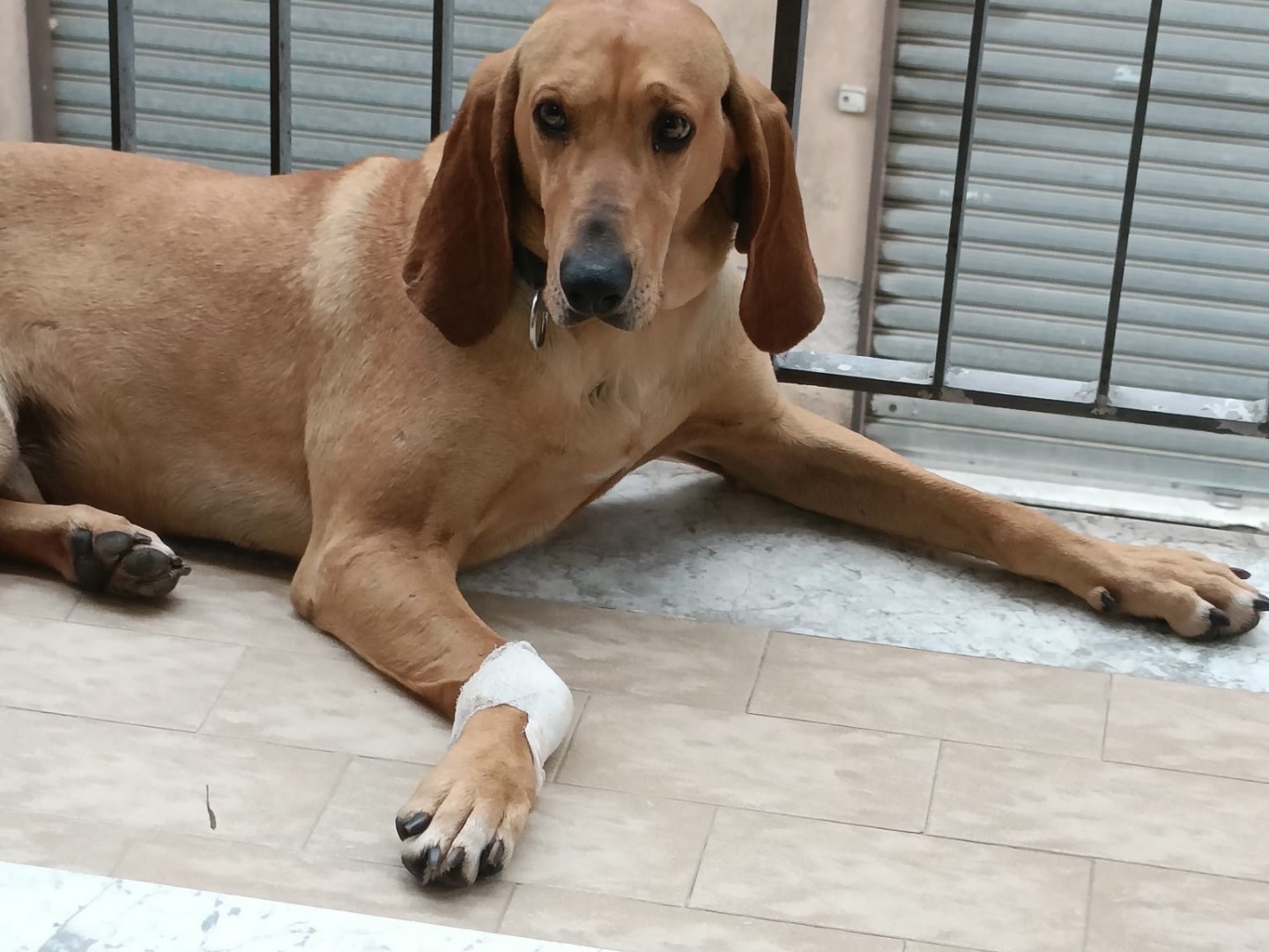 Vuoi adottare un cane a Salerno?