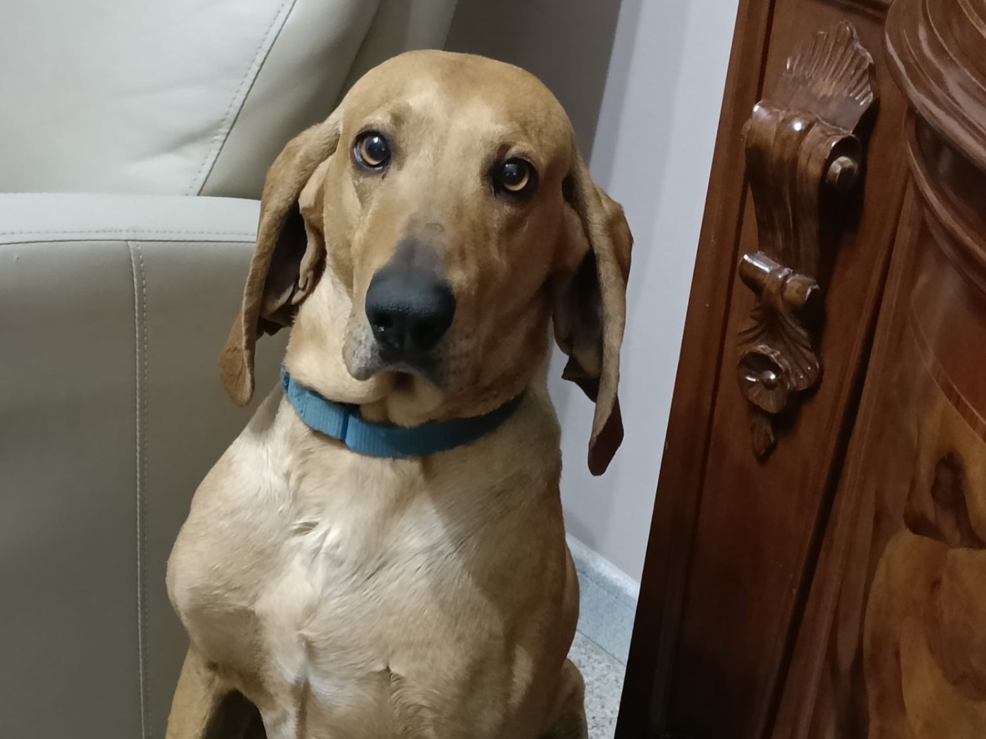 Adotta il cane Pappo a Salerno