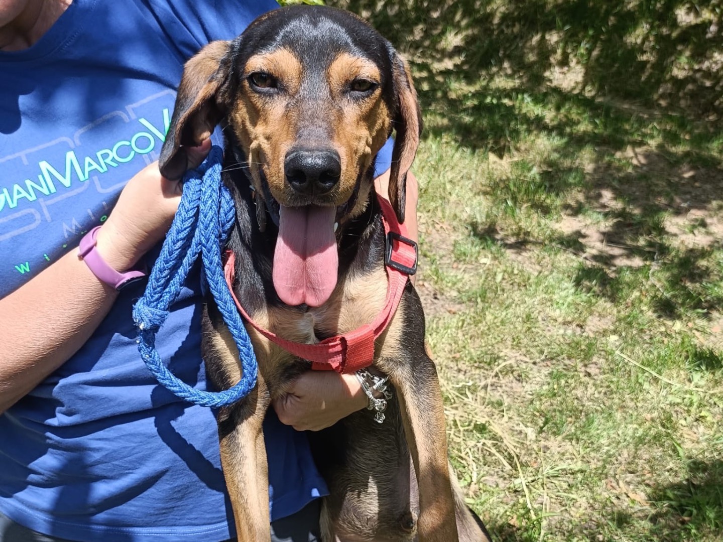 Adotta un cane, maschio, 1 anno e 4 mesi , Salerno