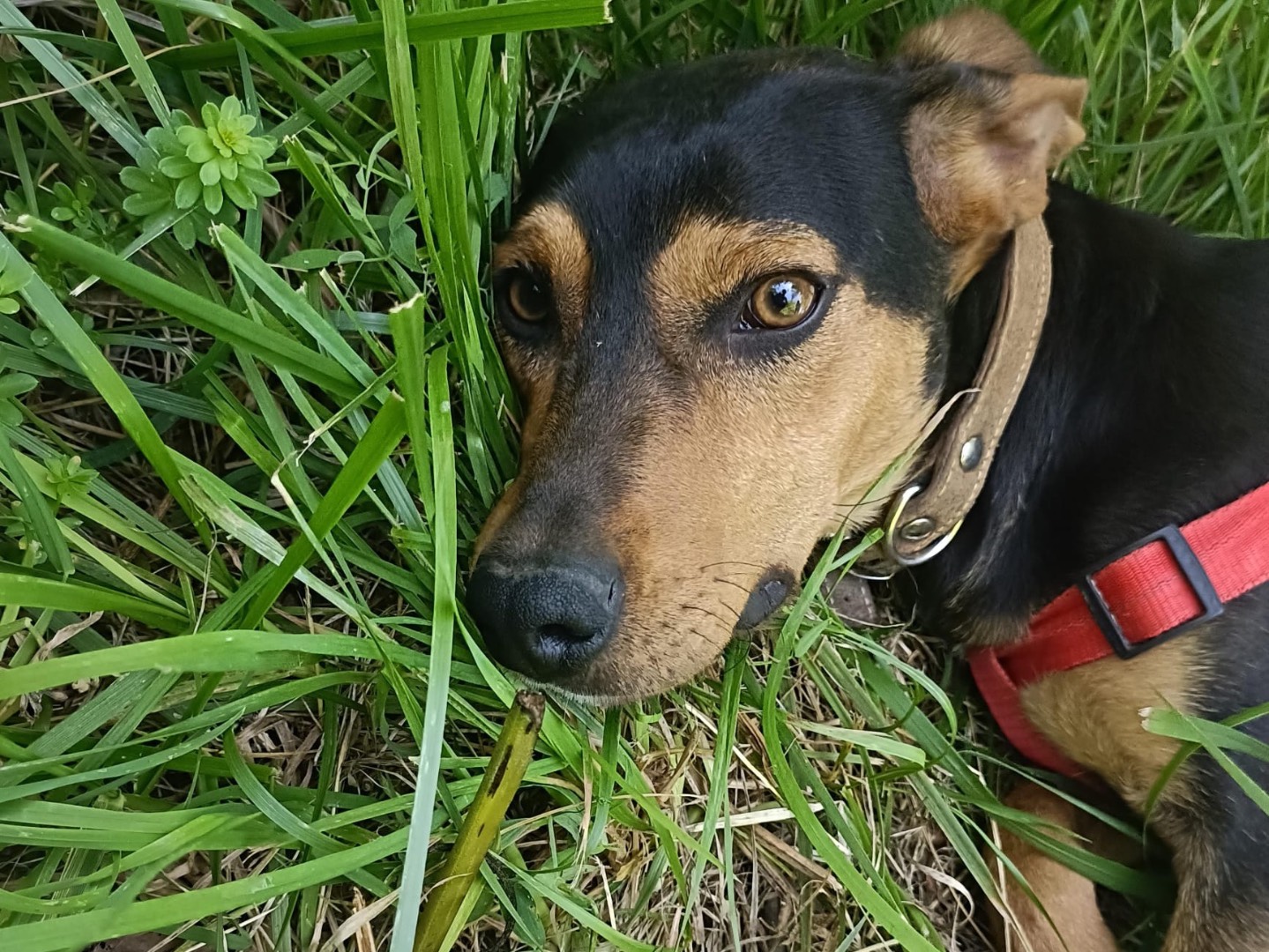 Adotta il cane Livio a Salerno
